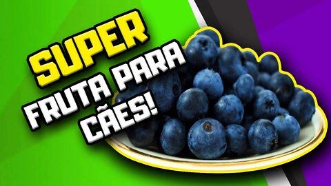 Cachorro pode comer blueberry? | Dr. Edgard Gomes | Alimentação natural para Cães