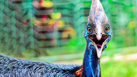 Cassowaries Are the Most Dangerous Bird in the World