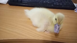 Muscovy Duckling, about 2 weeks old ( Video 11 )