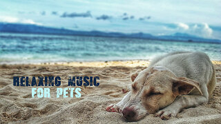 Calm Relaxing Music for Pets, Dogs, Cats, Parrot... Deep Sleep Soothing Music for Anxious