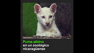 El primer puma albino nacido en cautiverio en Nicaragua