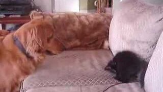 Kitten Gives Dog a Noogie Cat & Dog Playfight Charlie & Prada BFF's