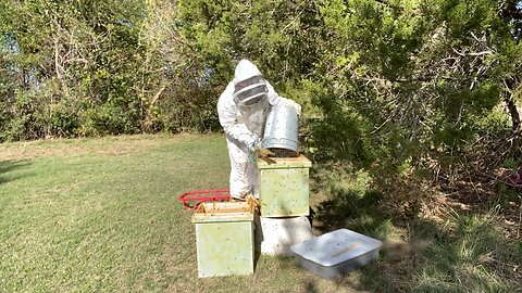 Referred Rescue; Brood, bucket o bees, build a queen.