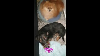 King & Baloo Bedtime! 🐾🐾🥰💤🌙💤 #HarlequinDachshund #GermanSpitz #shorts