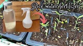 Home made fertilizer for indoor plants