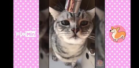 ♥ Cute dogs and cats doing funny things P10 ♥ Funny videos 2020