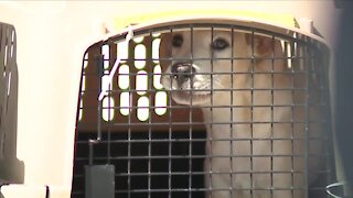 Dogs impacted by Hurricane Ida flown to Colorado, will be cared for by local shelters