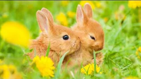 Adorable & Cute Rabbit Videos Compilation Part #1