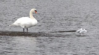 Schwan und Möven