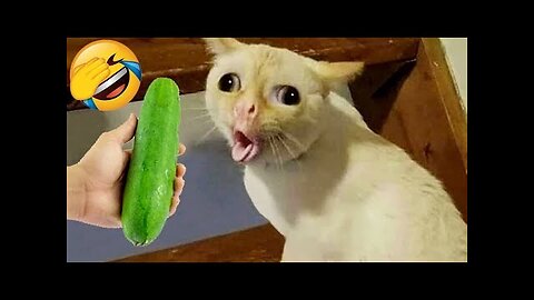Funniest Cats And Dogs Videos 😂 - Best Funny Animal Videos 2023 😅 compilation#01 Animal club
