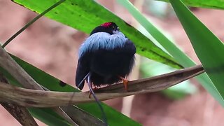 10 Most Beautiful Birds on Planet Earth 2