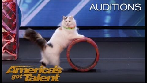 The Savitsky Cats: Super Trained Cats Perform Exciting Routine - America's Got Talent 2018