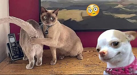 try not to laugh cats and dogs video 😂best funniest animals video