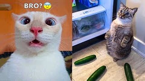 best funniest animal videos 2023🤣 | funny cat videos😹 | funny dogs videos🐶