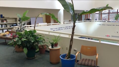 Westlake Library houses 21 live banana trees for a resident during the winter