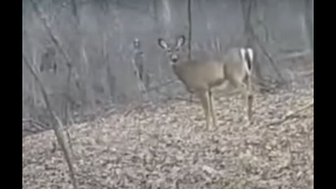 Bigfoot Stalks Deer in Canadian Forest