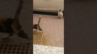 Animal Rescue Video - Adorable stray cats