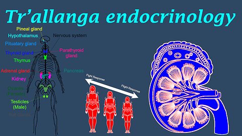 The Tr’allanga endocrine system and how it differs from humans.