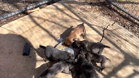 Lucky 7 x Widow pups - 4 wks old. Introduced to desensitizing noises. #bandogs #protectiondogs