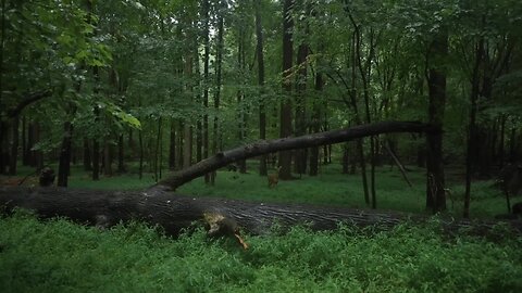 Relaxing Forest Thunderstorm, Walking in the Rain Nature Sounds for Sleep