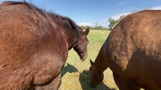 Mr. T Rubbing - Horse May Be Having Reaction or Allergies Is My Guess