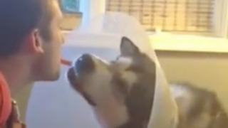 Gentle dog accepts treat with cone of shame