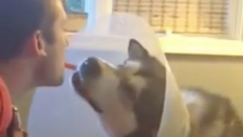 Gentle dog accepts treat with cone of shame