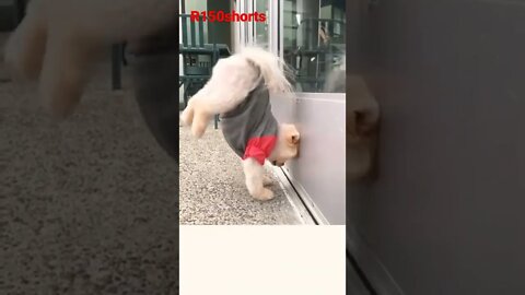 Dog Funny stunt - pappy Funny Video |#r150shorts |#youtubeshorts |#ytshorts 😁😆😆😆😆😆😆😆