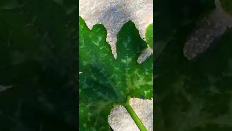 Zucchini Plant Leaf Problems