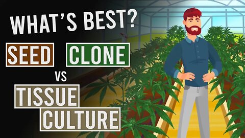 Seed vs Clone vs Tissue Culture: Which is best?