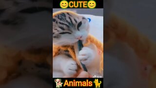 cute animals #short #shorts #cute animals 17