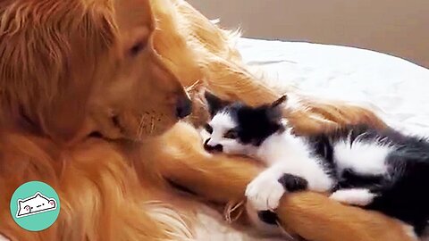 Tiny Cat Thinks He’s A Pup And Wrestles With Dog Brother | Furry Buddies