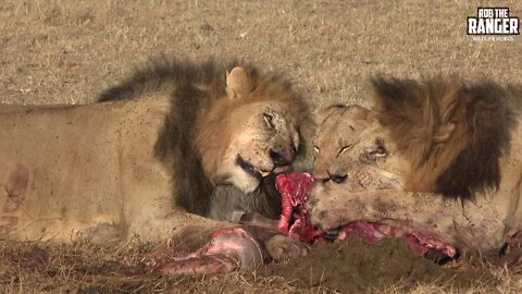 Lions Have A Gnu For Breakfast | Maasai Mara Safari | Zebra Plains
