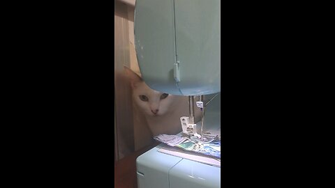 sewing with cats