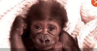 "Sweet Tickles"Mommy Gorilla & Baby 🐾😇🦋♥️🎼🎶