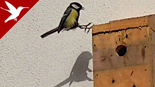 Great Tit building a Nest in the Nestbox - Parus Major - DIY Birdhouse