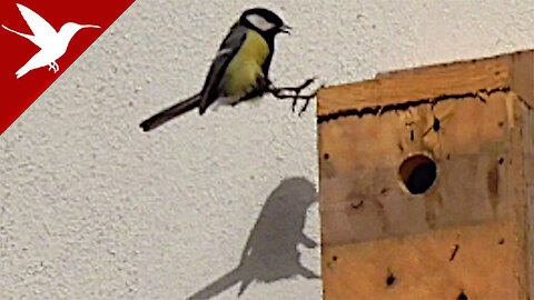 Great Tit building a Nest in the Nestbox - Parus Major - DIY Birdhouse