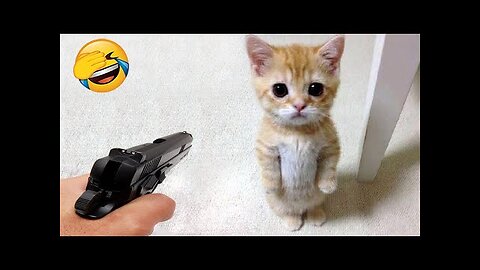 Funny animals - Cats | Dogs - Try not to laugh #8