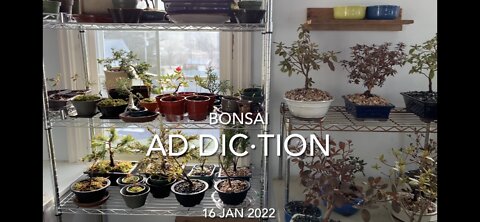 Bonsai ad·dic·tion