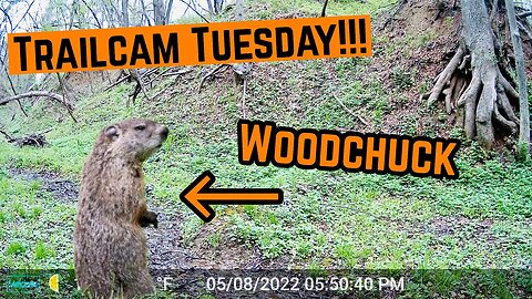 WOODCHUCK Caught On CAMERA!!!