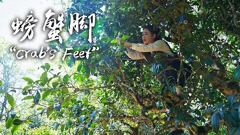 “Crab’s Feet” Growing on Hundred-Year-Old Tea Trees in the Mountains of Yunnan
