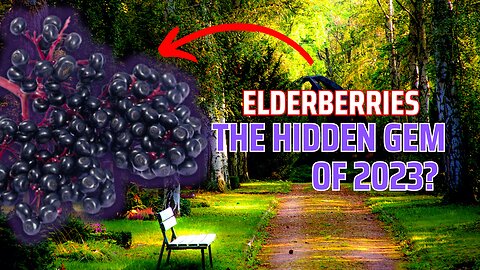 Discover the incredible elderberry benefits 2023!