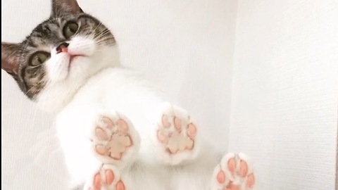 Adorable pink paw pads