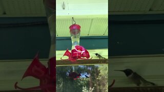 Backyard Hummingbird