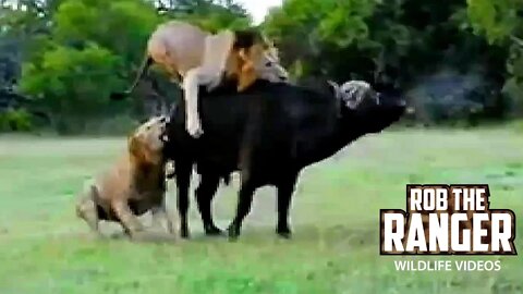 Lions Vs Buffalo Bull | Rob The Ranger Special Edition