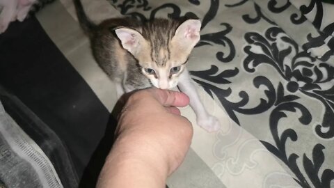 Funny 4 weeks Kitten Hissing, biting and Fighting with me