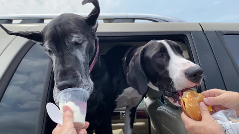 Puppy & Great Dane Love Going Out For Ice Cream & Burgers