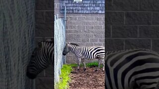 A zebra with some strong stripes