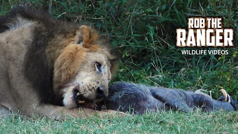 Old Lion With A Warthog Meal | Maasai Mara Safari | Zebra Plains