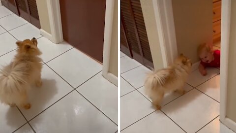 Baby Plays The Cutest Game Of Peekaboo With His Puppy